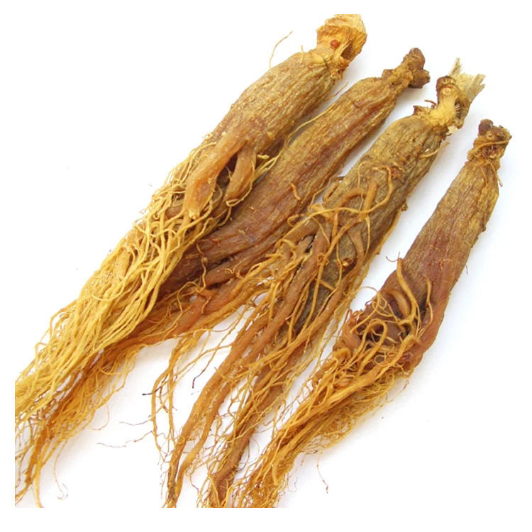 Traditional Chinese Herbs Dried Red Panax Ginseng Root For Sale